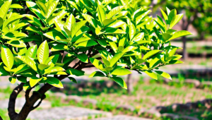 柠檬树是否属于风水树？