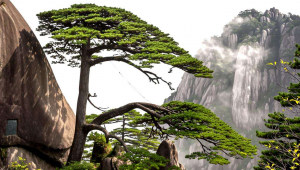 松柏木命是什么意思，一文带你深入了解松柏木命含义