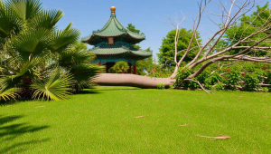 砍掉树真的会破坏风水吗？科学与传统观念的碰撞解读