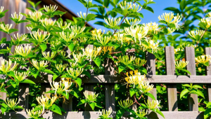 院子能种金银花吗？风水角度解读